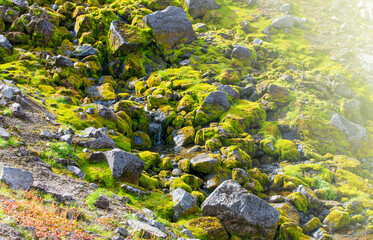 Green moss grown up cover the rough stones