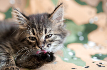 Small gray kitten on camouflage military clothes. Army and war concept. Cute pet cat on khaki background disguise.