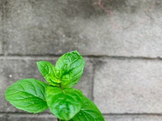 mint leaves on a wall