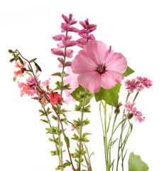 Pink garden flowers: rose mallow, sage and cornflowers isolated on white background. Malva...