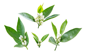 Orange tree flowers branches set isolated transparent png. Neroli blossom. White buds and green...