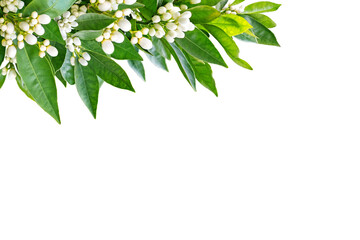Orange tree flowers, leaves, buds and fruits in the corner isolated transparent png. Neroli in...