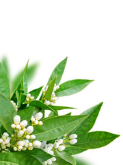 Orange flowers corner isolated transparent png. Neroli blossom. White buds and green leaves.