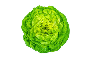 Trocadero lettuce salad heart isolated transparent png top view. Butterhead variety. Green leafy vegetable.