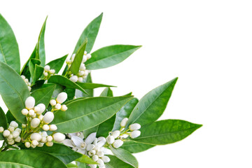 Orange flowers and buds and green leaves corner isolated transparent png. Neroli blossom.