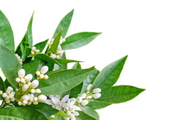 Orange flowers and buds and green leaves corner isolated transparent png. Neroli blossom.