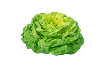Lettuce salad head isolated transparent png. Butterhead variety. Trocadero cultivar. Green leafy vegetable.