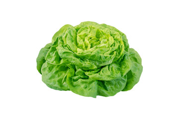 Butterhead lettuce salad head isolated transparent png. Trocadero cultivar. Green leafy vegetable.