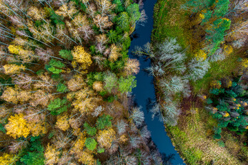 Calm small forest river Aerial top down view from drone, Latvia. Late autumn with little foliage on trees