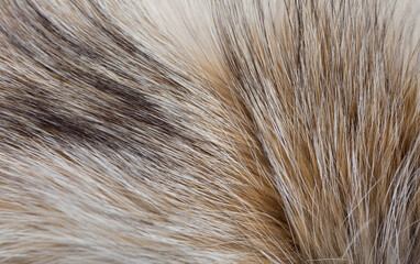 Animal fur close up. Background of gray sable and red fox or chinchilla wool, pile fur texture.