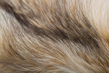 Animal fur close up. Background of gray sable and red fox or chinchilla wool, pile fur texture.