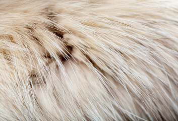 Animal fur close up. Background of gray sable and red fox or chinchilla wool, pile fur texture.