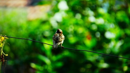 Bird on Wire