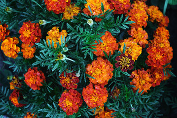 Fototapeta na wymiar Autumn flowers are yellow-orange (marigold). Shooting in daylight, selective sharpness