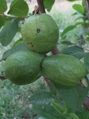 Guava fruit 