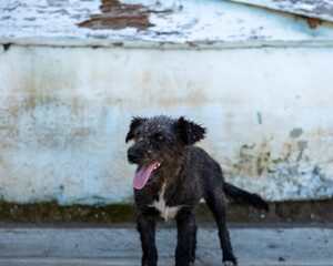 black dog with tongue out 