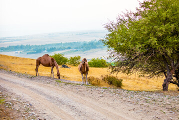 Naklejka premium Camels on the way are looking for fresh grass to eat, graze in the steppes, heat, drought, Kazakhstani steppes.