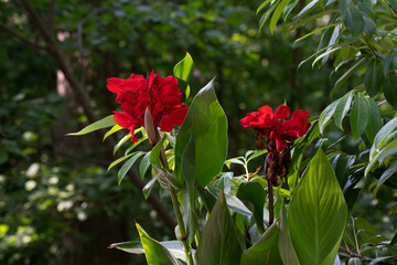 Canna lily