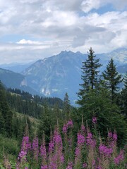 Breathtaking Swiss Alps view, between Murren and Lauterbrunnen, Switzerland, summer 2022. Impressive vertical paysage with mountains, green trees and purple flowers on a sunny day
