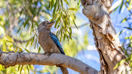 Blue Winged Kookaburra sitting on a branch showing off his colours.