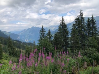 Stunning Swiss Alps, Switzerland, summer 2022. A picturesque paysage with high mountains, green trees, purple flowers and cloudy sky