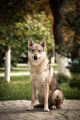 czechoslovakian wolf dog sitting in the park