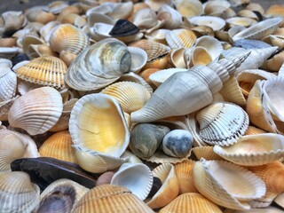 Summer background pattern from seashells. Shell close-up. Ocean coast. Seashells background. Top view.