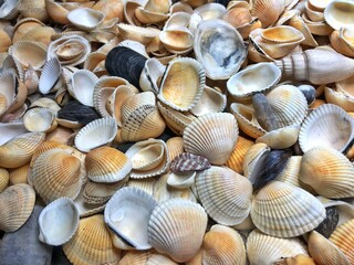 Summer background pattern from seashells. Shell close-up. Ocean coast. Seashells background. Top view.