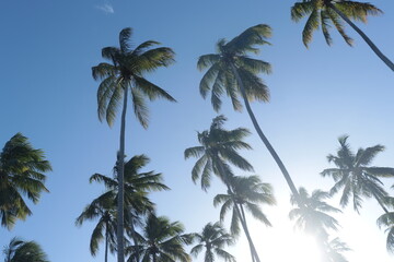 coqueiros © Andrluis