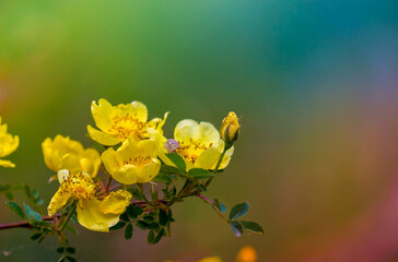 Spring flowers under the rays of sunlight. Lilac flower close-up. Beautiful landscape of nature. Hi spring. Beautiful flowers on a green meadow. Blue flower, lily