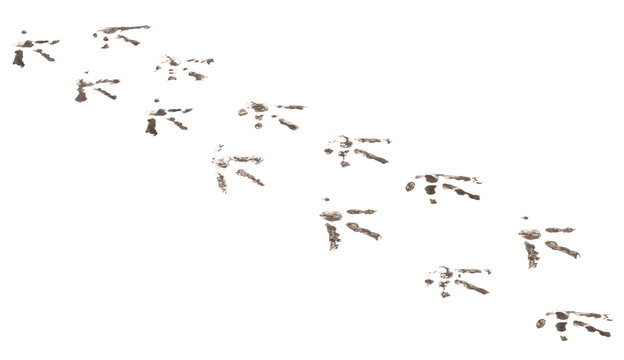 chicken footprints