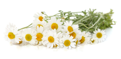Bouquet of white chamomile.