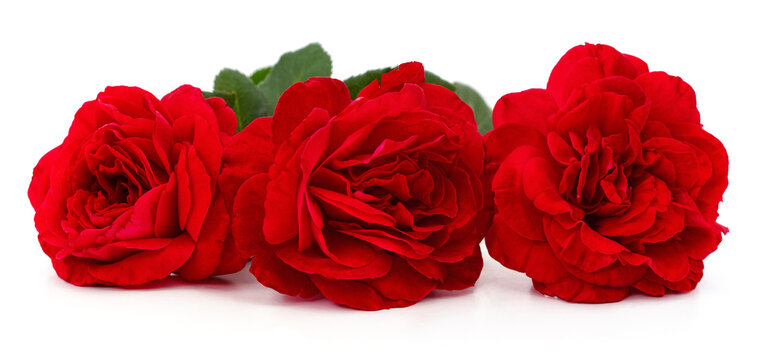 Three red roses.
