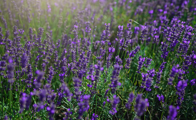 Naklejka premium Lavender fields at sunset in the summer.