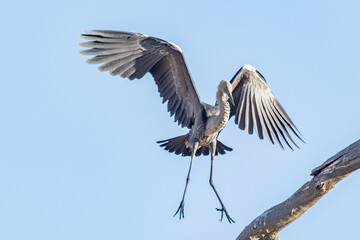 White-necked Heron in Northern Territory Australia