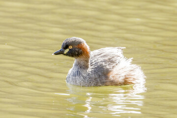 Australian Grebe in Northern Territory Australia