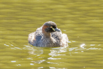 Australian Grebe in Northern Territory Australia