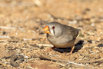 Zebra Finch in Northern Territory Australia