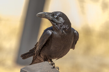 Australian Raven in Northern Territory Australia
