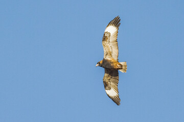 Black-breasted Kite in Northern Territory Australia