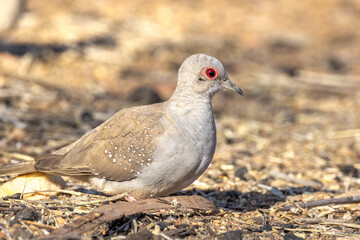 Diamond Dove in Northern Territory Australia