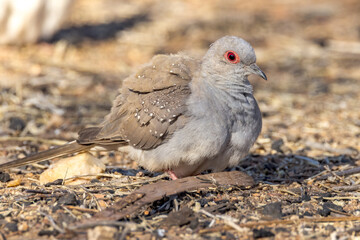 Diamond Dove in Northern Territory Australia