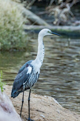 White-necked Heron in Northern Territory Australia
