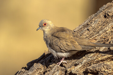 Diamond Dove in Northern Territory Australia