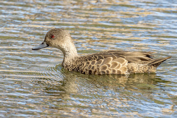 Grey Teal in Northern Territory Australia