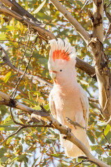 Pink Cockatoo in Northern Territory Australia © Imogen