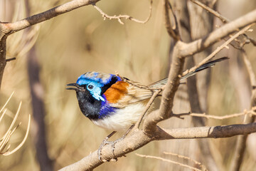 Purple-backed Fairywren in Northern Territory Australia