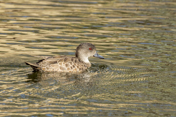 Grey Teal in Northern Territory Australia