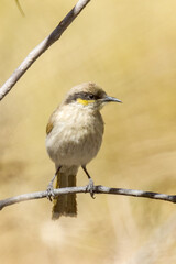 Singing Honeyeater in Northern Territory Australia