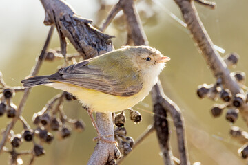 Weebill in Northern Territory Australia